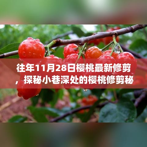 探秘樱桃修剪秘境，揭秘11月28日修剪技艺的奇妙之旅