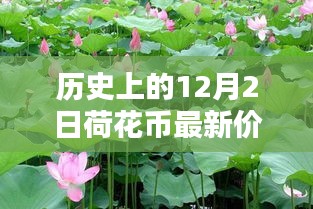 小红书带你穿越金融时光，历史上的荷花币最新价格表（12月2日版）