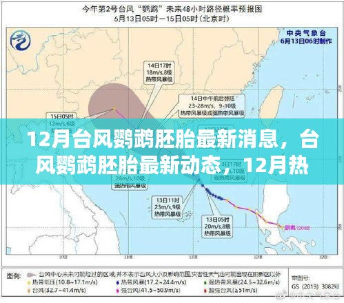 台风鹦鹉胚胎最新消息，12月热带风暴孕育与影响回顾