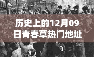 探寻青春草热门地址背后的文化现象与青春记忆，历史视角下的12月09日回顾