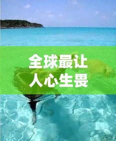 全球最让人心生畏惧的海豹排名大揭秘！